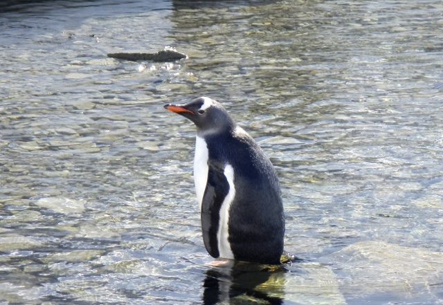 Penguin