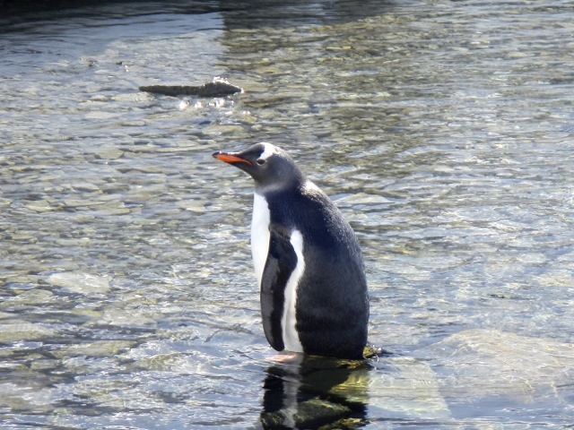Penguin