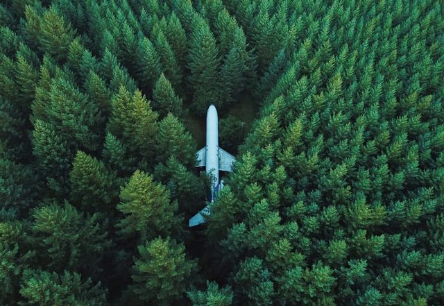 Weaknesses plane stuck in the middle of the forest